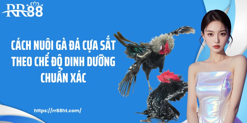 Cách nuôi gà đá cựa sắt theo chế độ dinh dưỡng chuẩn xác