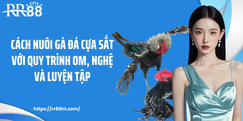 Cách nuôi gà đá cựa sắt với quy trình om, nghệ và luyện tập