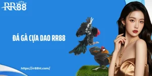 Đá Gà Cựa Dao RR88: Sức Hút Mạnh Mẽ Của Các Trận Đấu Kê